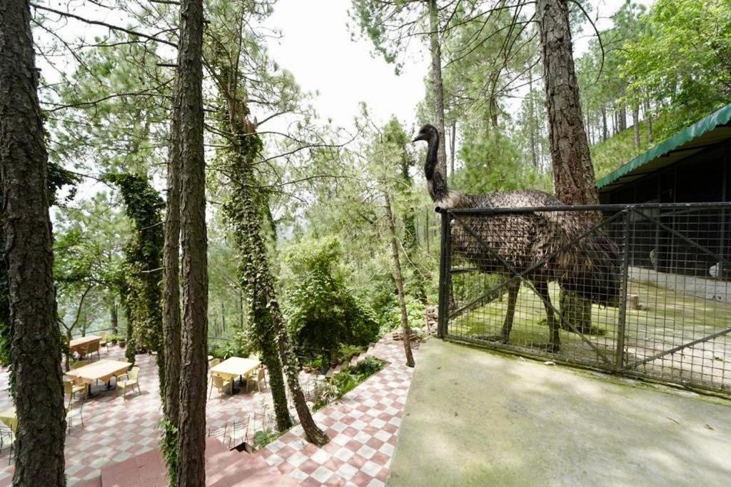 Nature View Resort !! A Four Star Lavish & Luxury Resort Чейл Екстер'єр фото